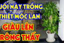 Trồng Thiết Mộc Lan: 2 người hợp mệnh hút tài lộc cực mạnh, 1 tuổi kị chỉ toàn gặp xui