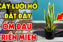 Trong nhà có cây lưỡi hổ 'hút lộc' phát tài nhưng 3 mệnh này rất kị, cố để chỉ mất tiền