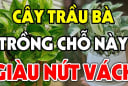 Cây trầu bà là biểu tượng của sự thịnh vượng và tài lộc: Chỉ cần 1 cây trong nhà đã đủ giàu sang