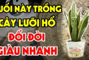 Ai thuộc 2 tuổi này trồng cây lưỡi hổ: Kinh doanh đắc tài chẳng thiếu tiền xài