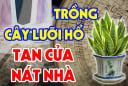 Cây lưỡi hổ hợp phong thủy nhưng 2 tuổi này trồng là rất kị, của cải trôi sông