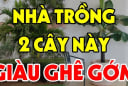 3 loại cây đệ tử Thần Tài trồng trước nhà nào nhà đó giàu nứt vách: Đó là cây gì?