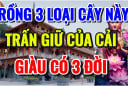 Trước nhà có 3 cây dương đuổi tà khí, nghèo mấy cũng đổi đời giàu có: Cây dương là cây gì?