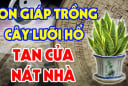 2 tuổi trồng lưỡi hổ là rất kị, của cải trôi sông, lộc bay đi hết