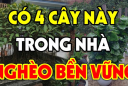 4 loại cây càng xanh tươi gia chủ càng nghèo khó khánh kiệt, ngày lụi bại không còn xa: Chặt ngay khi quá muộn