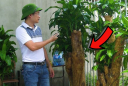 Có 1 người rất kị trồng cây Thiết Mộc Lan, cố trồng tiền của trôi sông đổ bể