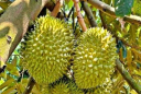 Các cụ khuyên răn: 'Tứ quả đại kỵ cúng Thanh Minh, cẩn thận nhà tan cửa nát', đó là quả gì?