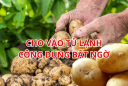 Khoai tây luộc xong cho vào tủ lạnh, công dụng bất ngờ cho sức khỏe, nhiều người sẽ tiếc giá như biết sớm hơn
