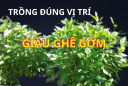 Loại rau gia vị lại lên đời là cây cảnh phong thủy, chỉ cần trồng 1 cây thu vàng hút bạc lại khỏe mạnh