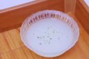 Đặt bát nước này ở góc nhà: Muỗi tự động tránh xa, cả nhà không còn bóng 1 con muỗi nào