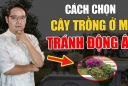Cây Dương Không Trồng Trước Mộ, Động Âm: Cây càng xanh, người càng suy, đó là cây gì?