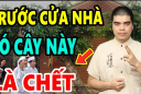3 cây ác chớ trồng trước nhà: Đặc biệt loại thứ nhất, chặt ngay kẻo hối hận không kịp