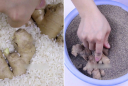 Không cần tủ lạnh, bảo quản gừng theo cách này, để cả năm vẫn không thối hỏng