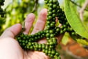 Loại nông sản xuất khẩu sang Mỹ thu hơn 10.000 tỷ/năm: Vị thuốc quý bị người Việt lãng quên