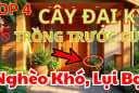 3 không đắt trước nhà, 4 không trồng trong vườn: Đó là gì?