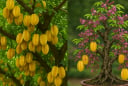 Trồng cây khế Thu Hút Tài Lộc phải nhớ 1 điều Đại Kỵ, 2 điều nên làm để thuận phong thủy