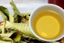 Uống nước lá ổi, cơ thể nhận được 6 lợi ích tuyệt vời này