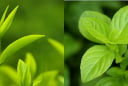 5 loại lá rẻ tiền dễ kiếm lại là mẹo vàng trị rụng tóc, gội đầu xong tóc mượt, tóc con mọc tua tủa