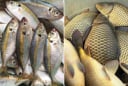 Đều là cá nhưng cá biển hay cá nước ngọt bổ dưỡng hơn?