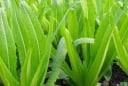 Loại rau giàu canxi vượt trội hơn cả sữa, ăn sống hay chín đều mang lại lợi ích tuyệt vời cho sức khỏe