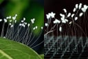 Sự thật bất ngờ về loài hoa 3000 năm mới nở, thấy hoa nở là Phúc Lộc Tới, May Mắn Tràn Về?