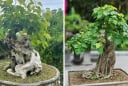 Trồng cây bồ đề là phúc khí hay hoạ: Có nên trồng cây bồ đề trước nhà không?