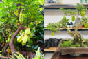 Trồng cây khế chua có ảnh hưởng tới Phong Thủy Tài Lộc không?