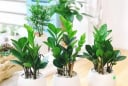 3 mẹo trồng cây kim tiền luôn xanh tốt, ra hoa đúng dịp đón tài lộc vào nhà
