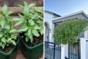 Loại rau gia vị giúp ngừa ung thư lên đời thành cây cảnh phong thuỷ: Xua đuổi tà khí, thu hút tài lộc