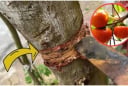 Nghèo mấy cũng không nên chặt bỏ 3 loại cây này: Cây càng xanh con cháu càng hưng thịnh, đời đời giàu có