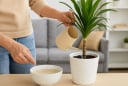 4 cách đơn giản giúp cây phát tài ra rễ cực khỏe, đặt đâu lộc đến đó