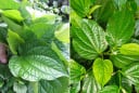 5 bài thuốc tốt từ lá lốt - loại dược liệu quý có sẵn trong vườn