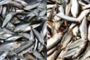 Chợ Việt có loại cá giàu canxi hơn sữa, omega-3 không thua cá hồi, giá lại rất rẻ