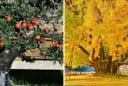 Cổ nhân dặn: Nhà có 3 “cổ vật sống”, ba đời thịnh vượng, càng lâu năm càng quý như vàng