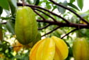 Trồng cây khế Thu Hút Tài Lộc, cây nhỏ cũng nhà vàng trao bạc. Người tuổi này cực hợp cây khế