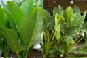 3 cây cảnh 'hút vàng', lá càng to gia chủ càng giàu, Tài Lộc Tràn Mép Cửa