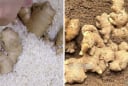 Gừng để lâu hay bị teo, thối, mọc mầm: Bảo quản theo cách này để cả nửa năm vẫn tươi nguyên