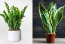 2 loại cây người giàu trồng để hút tài lộc, nghèo đến mấy cũng nên có 1 chậu cải thiện vận may