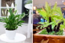 3 loại cây được ví như “điều hòa tự nhiên” giảm hẳn 50% tiền điện: Trồng 1 cây trong nhà là mát rượi