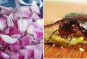 Đặt một củ hành tây ở góc phòng: Chúng có 3 công tuyệt vời, ai ai cũng thích mê