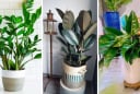 Loại cây cảnh hợp cả 5 mệnh, cân bằng ngũ hành: Đem trồng trước nhà vừa đẹp sang, hút lộc như nam châm