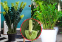 Cây Kim Tiền đón lộc thần Tài: Muốn cây xanh mơn mởn, bật chồi trổ hoa cứ làm cách này