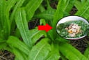 Loại rau 'siêu canxi' gấp 36 lần xương hầm, ăn mỗi ngày đỡ tốn tiền uống thuốc bổ