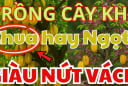 Trước cửa nên trồng cây khế Chua hay Ngọt thì tốt hơn? Hóa ra nhiều người làm sai