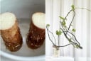 3 loại củ trong bếp trồng thành cây cảnh xinh xắn và dễ thương, lại vô cùng dễ trồng