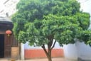 7 điều đại kỵ xuất hiện trước cửa nhà khiến gia chủ xui xẻo, dễ suy vong