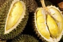 Người mắc 5 bệnh này tuyệt đối không nên ăn sầu riêng