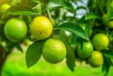 Tổ tiên dạy: Trong nhà có hai cây thì dù không giàu cũng có phước, đó là 2 cây gì?