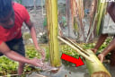 Vì sao cây chuối xanh tốt - nhiều mầm đến mấy cũng phải chặt bỏ hết sau khi lấy quả?