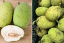 Loại quả nhìn bên ngoài giống mít khiến nhiều người nhầm: Hương vị khác hẳn mít, làm được nhiều món ngon